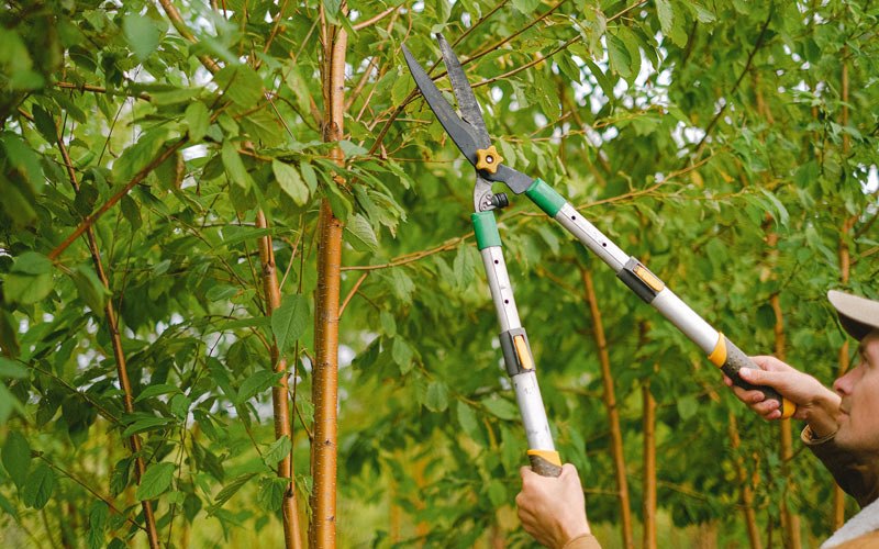 Tree trimming in Trenton, TN